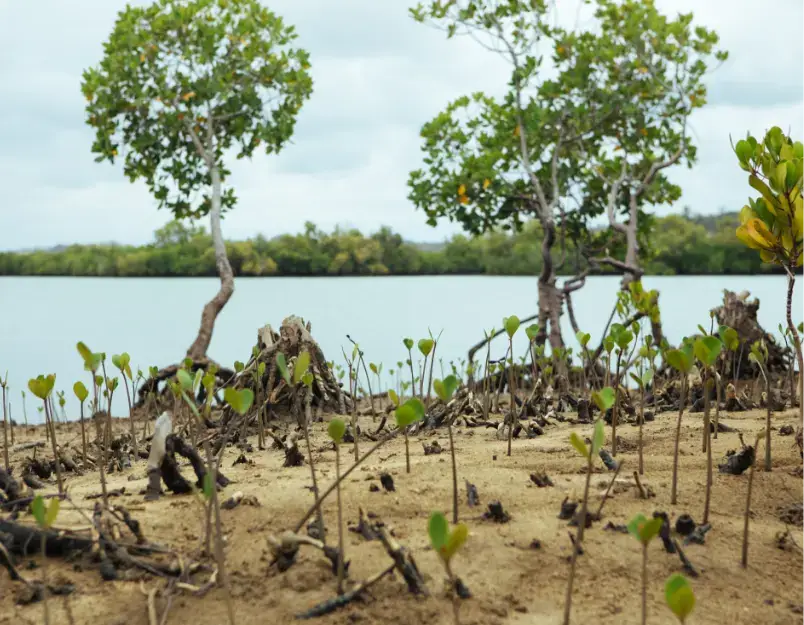 Trees on a sandy bean